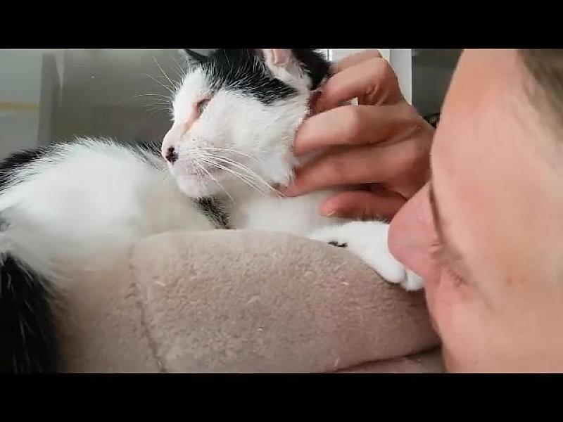 Kattenpraat