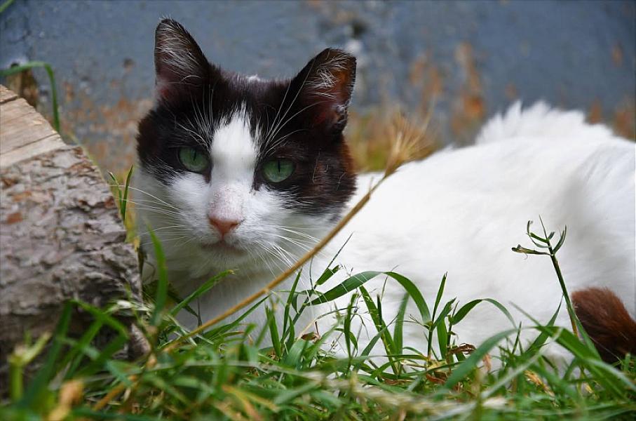 Kattenpraat