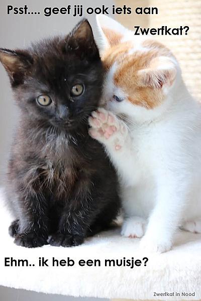 Kattenpraat