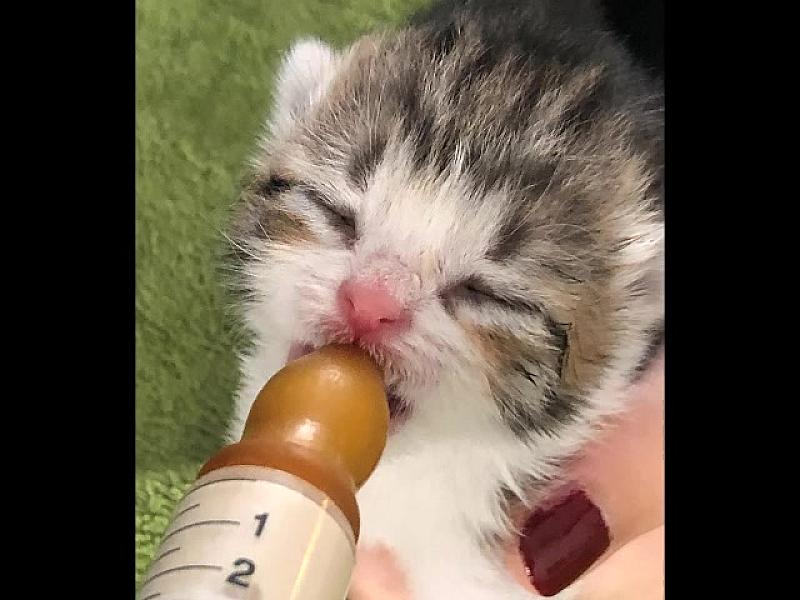 Kattenpraat