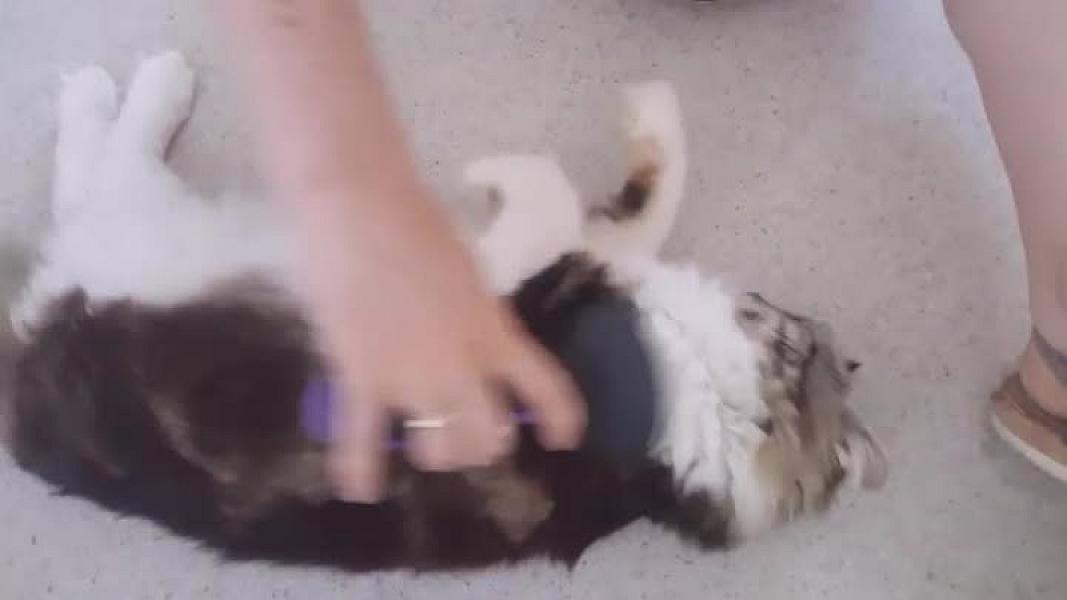 Kattenpraat