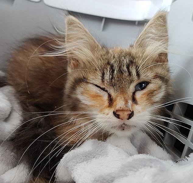 Kattenpraat