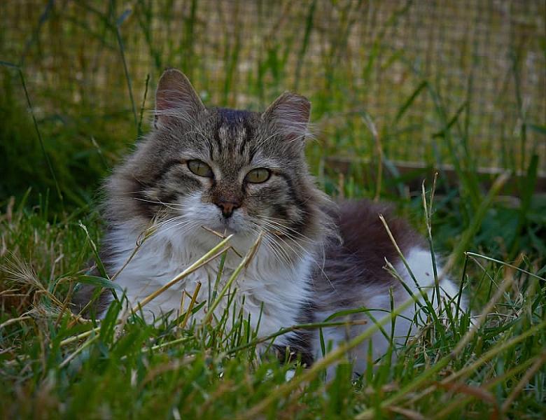 Kattenpraat