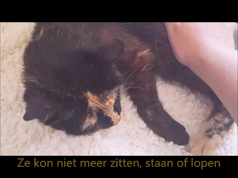 Kattenpraat