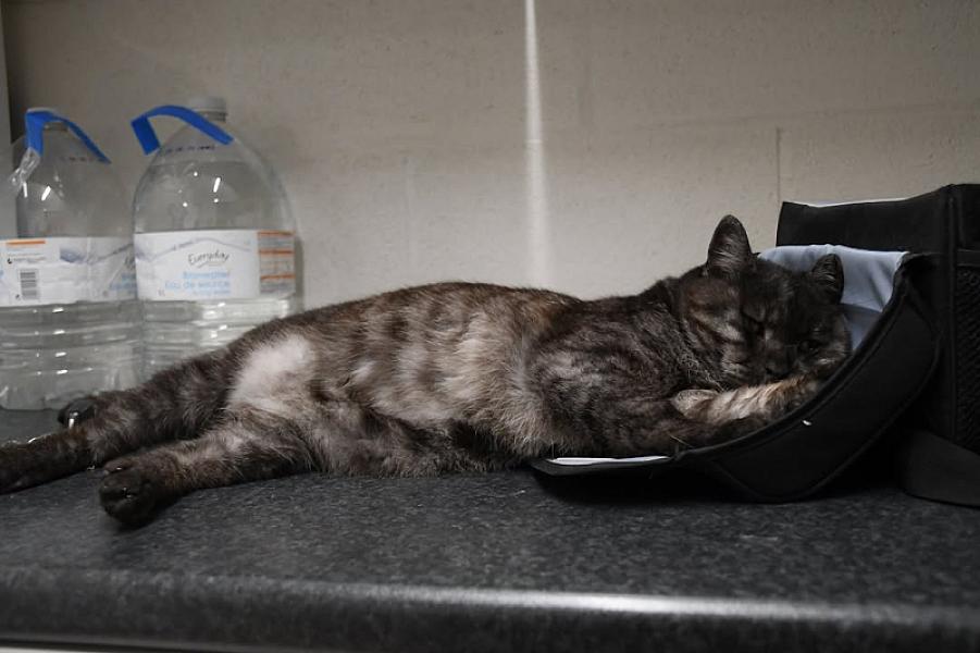 Kattenpraat