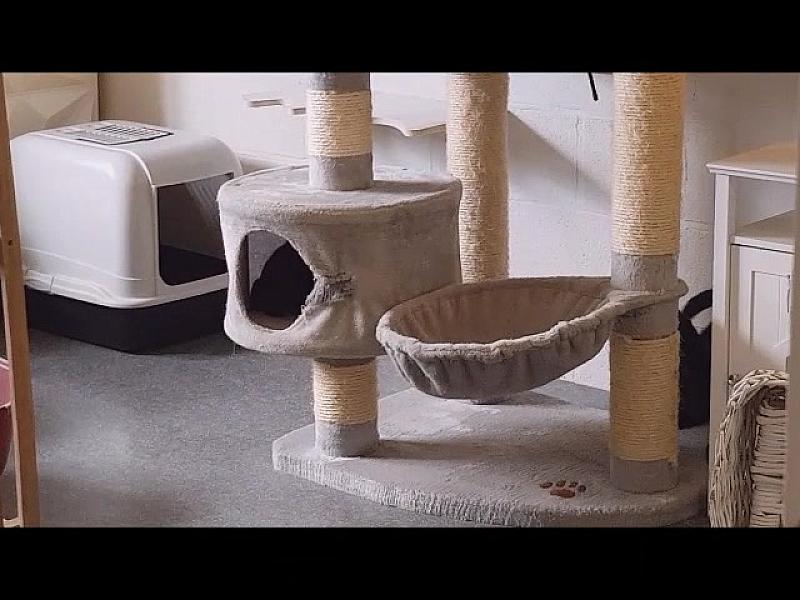 Kattenpraat