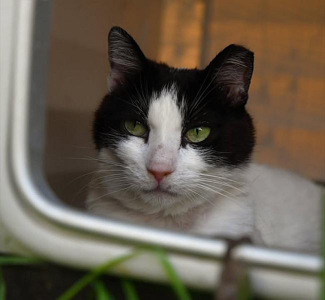 Kattenpraat