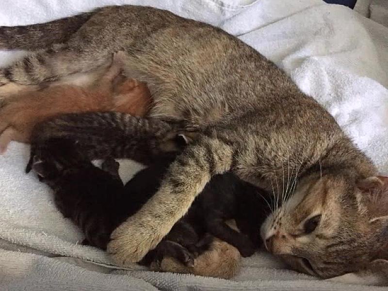 Kattenpraat