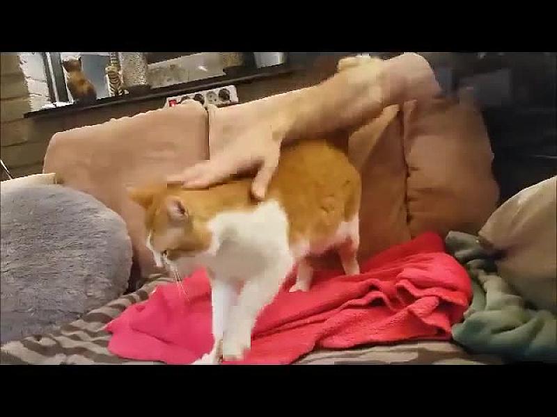 Kattenpraat