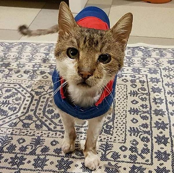 Kattenpraat