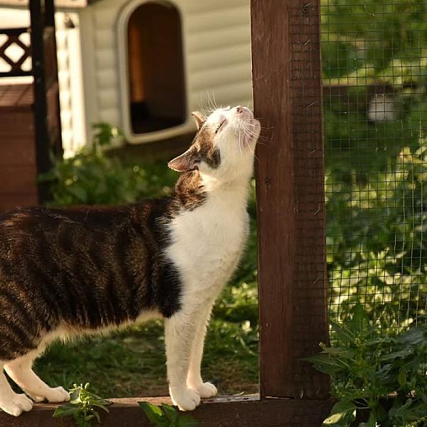 Kattenpraat