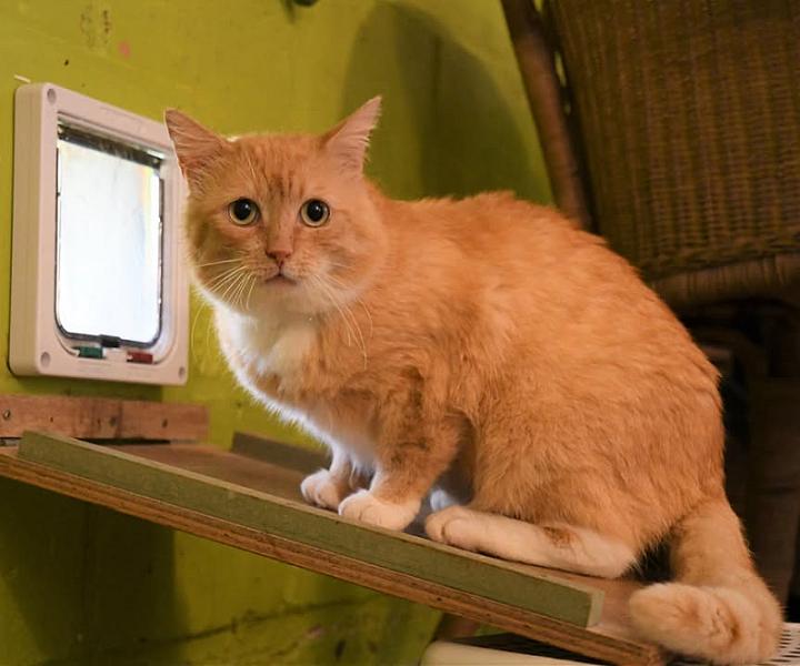Kattenpraat