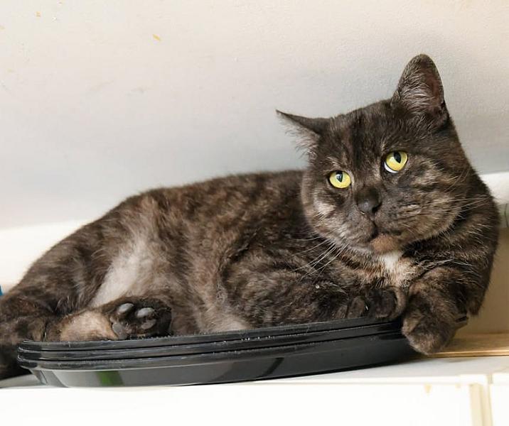 Kattenpraat
