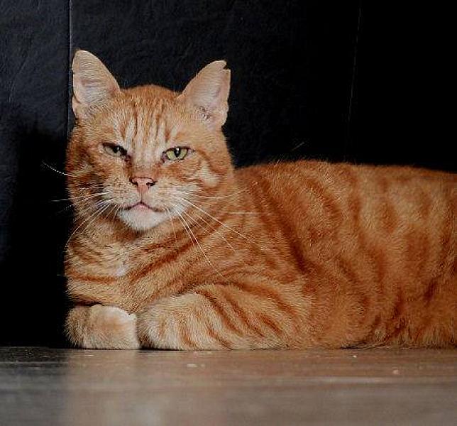 Kattenpraat