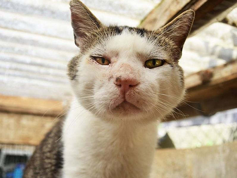 Kattenpraat