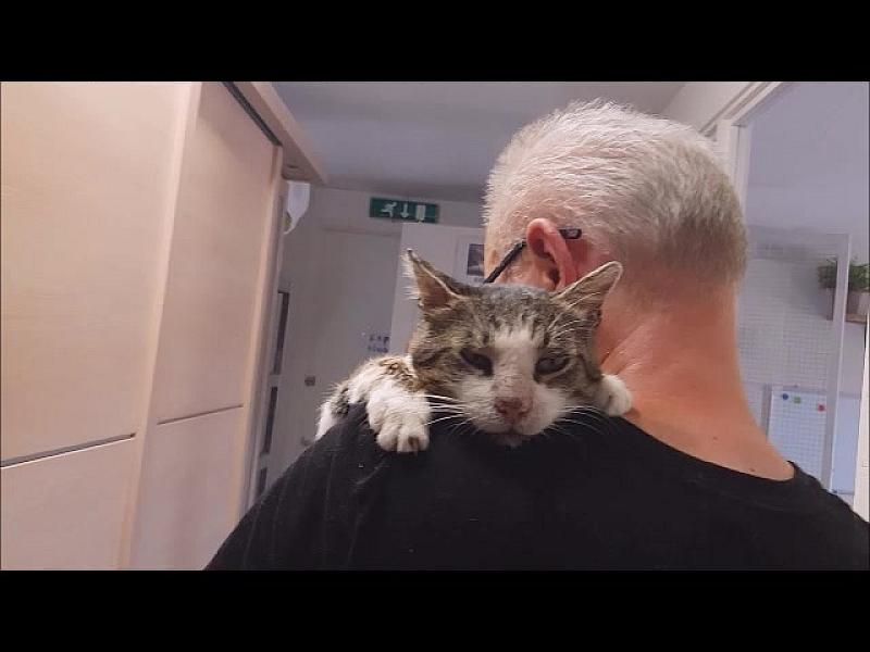 Kattenpraat