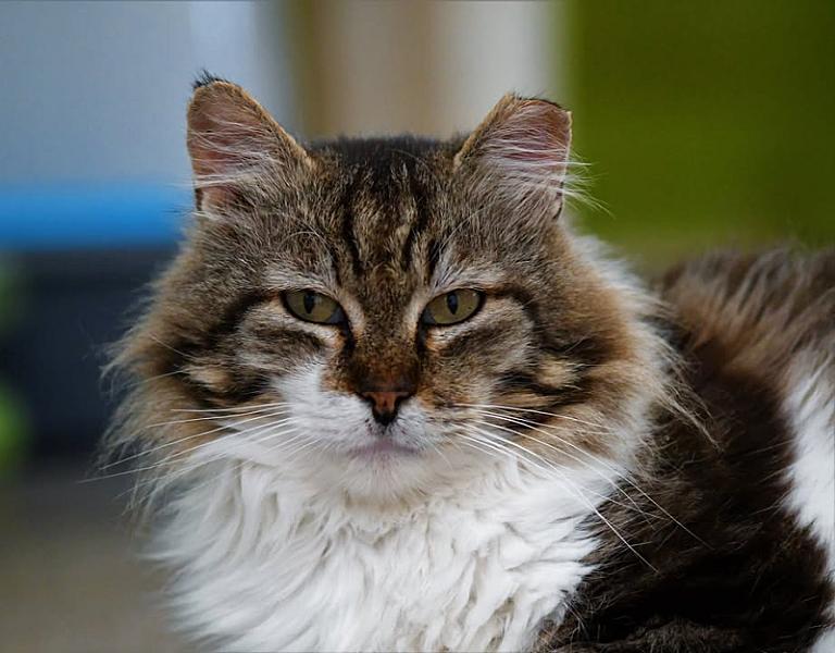 Kattenpraat