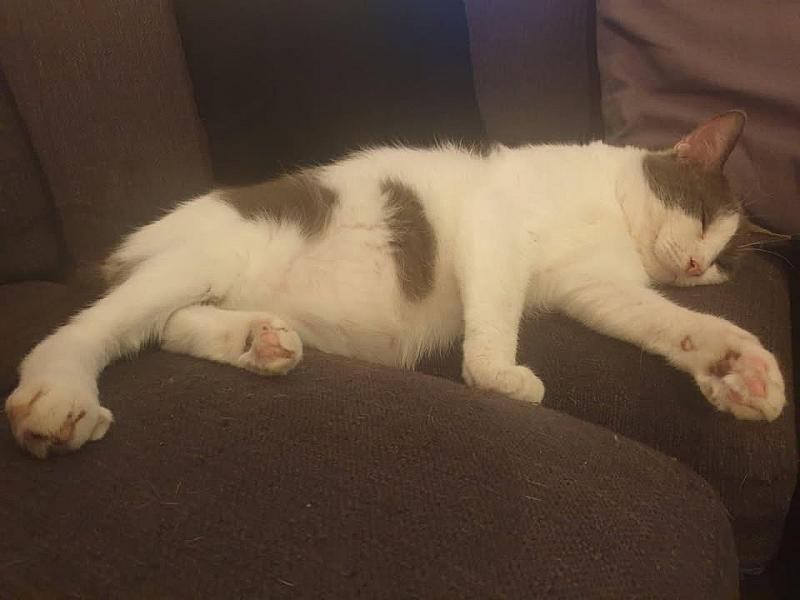Kattenpraat