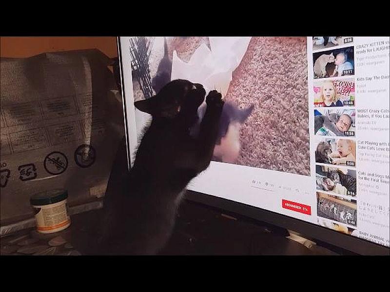 Kattenpraat