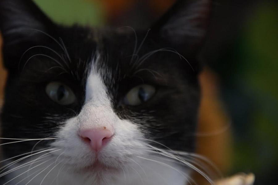 Kattenpraat