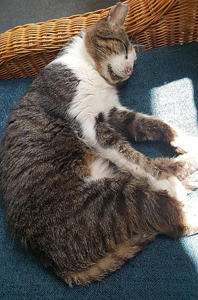 Kattenpraat
