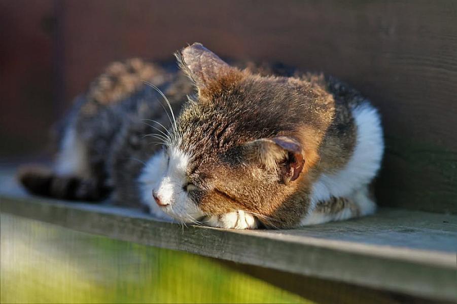 Kattenpraat