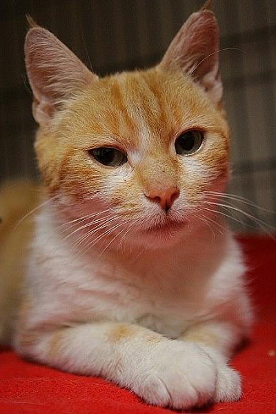 Kattenpraat