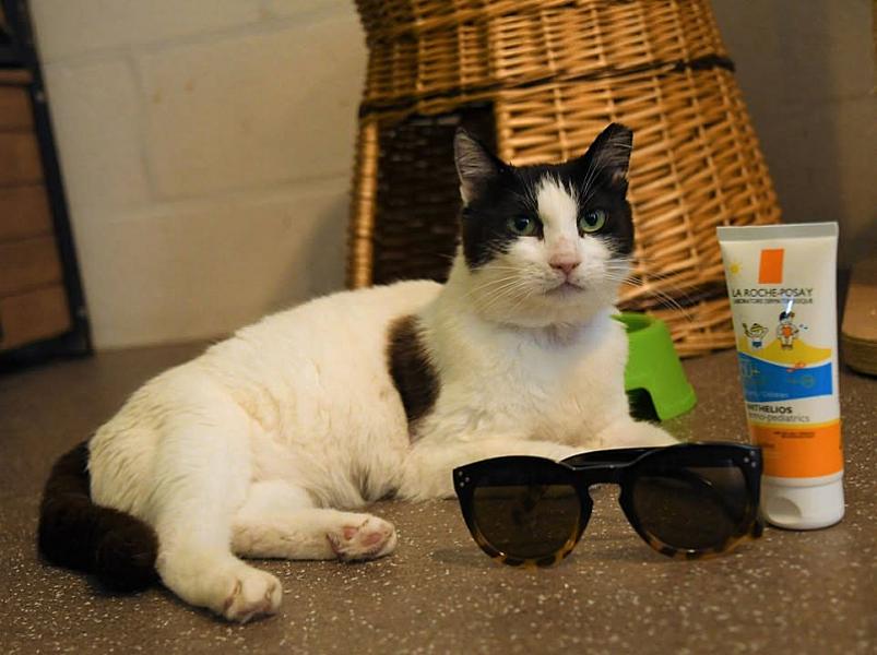 Kattenpraat