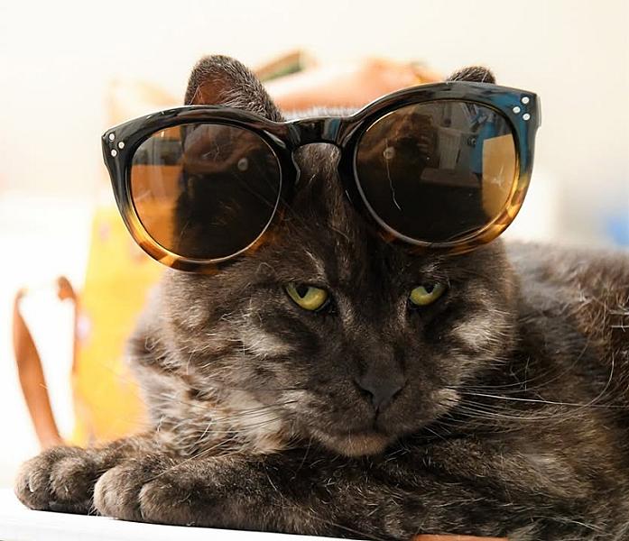 Kattenpraat