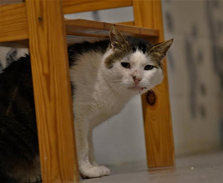 Kattenpraat
