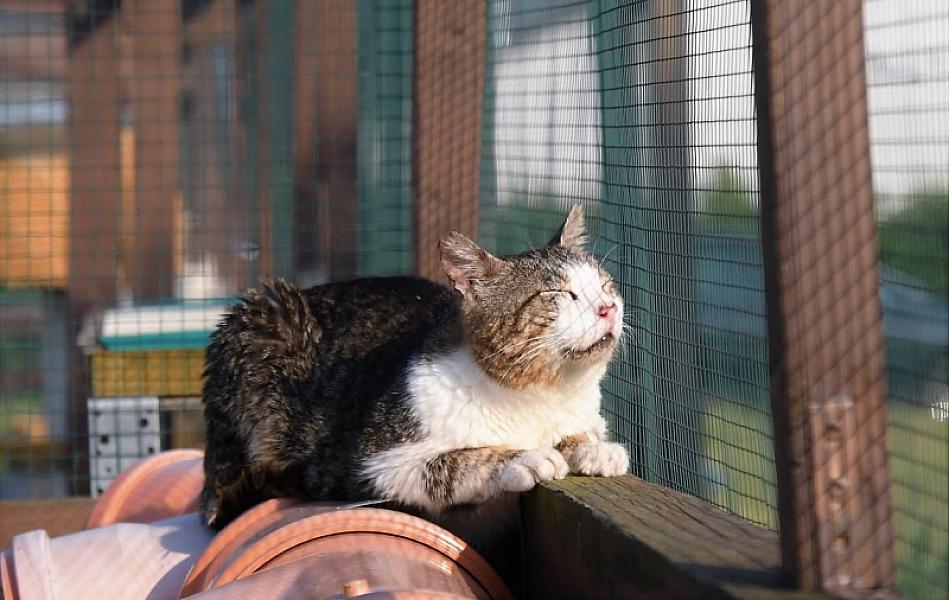 Kattenpraat