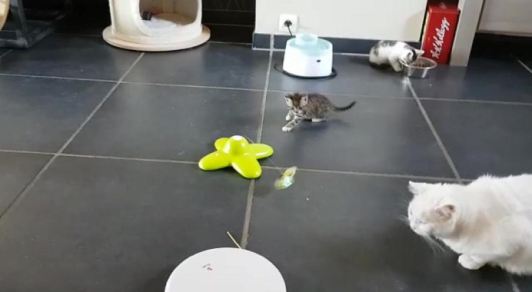 Kattenpraat