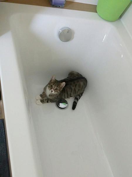 Kattenpraat