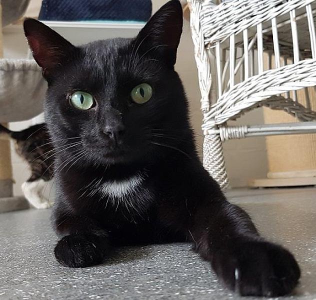 Kattenpraat