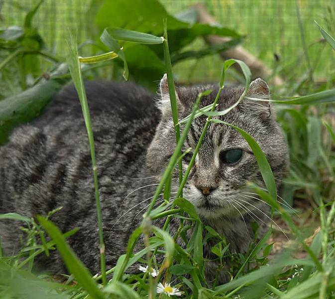Kattenpraat