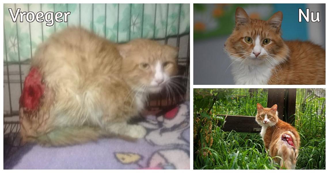 Kattenpraat