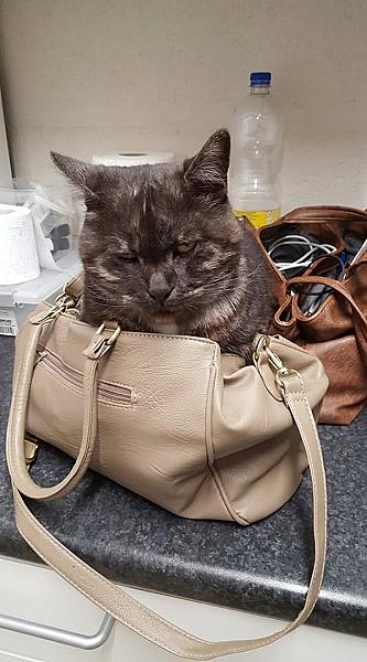 Kattenpraat
