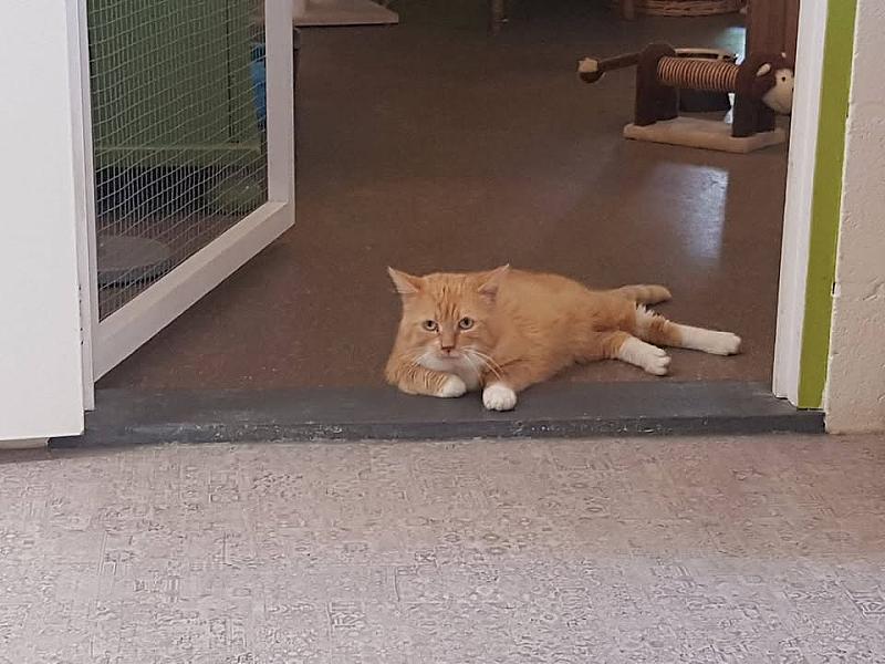 Kattenpraat