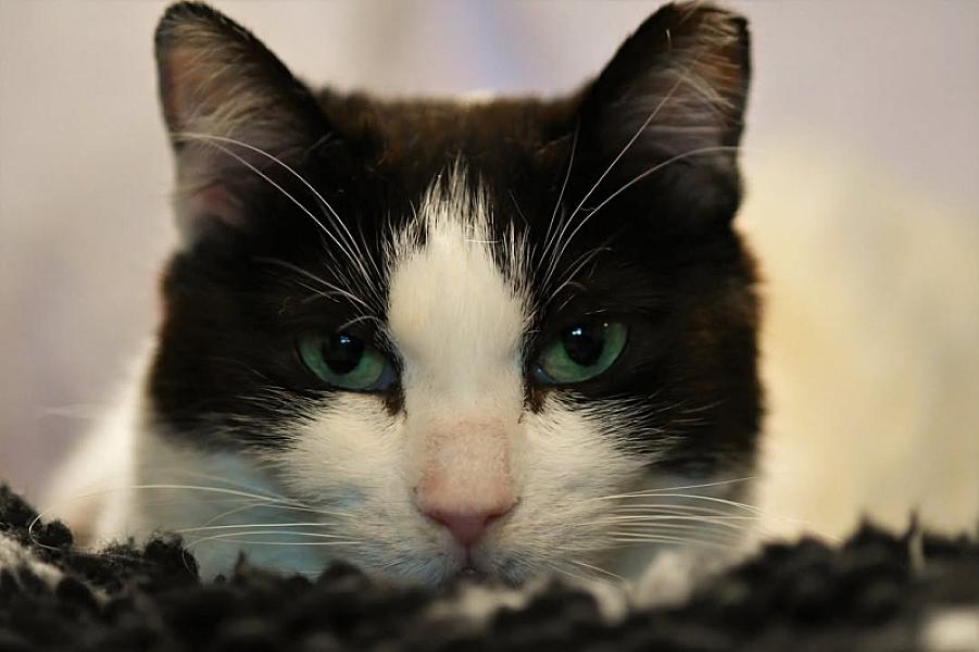 Kattenpraat