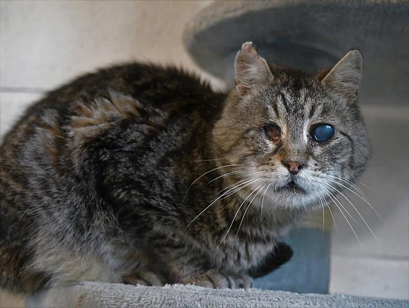 Kattenpraat