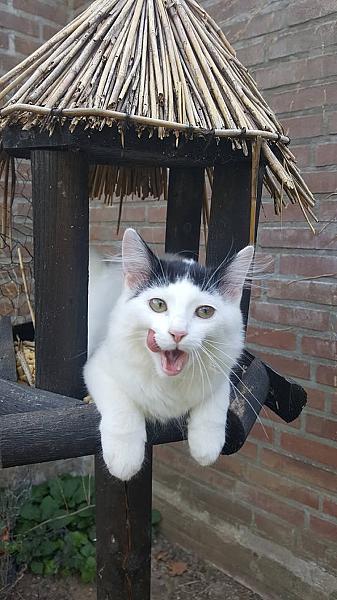Kattenpraat