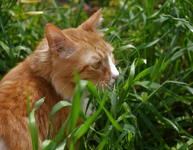 Kattenpraat