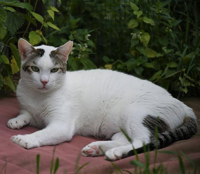Kattenpraat