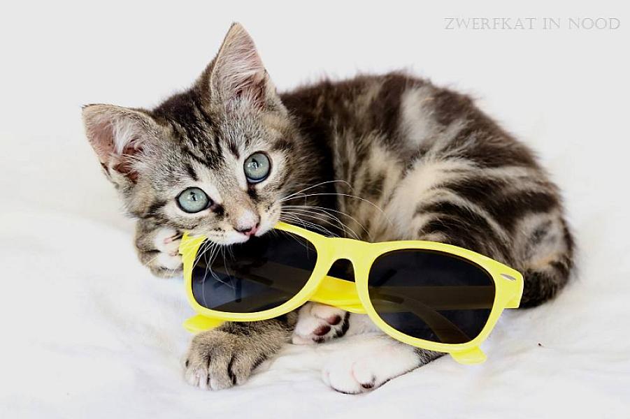 Kattenpraat