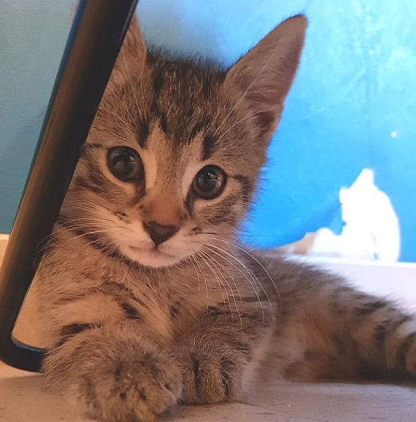 Kattenpraat