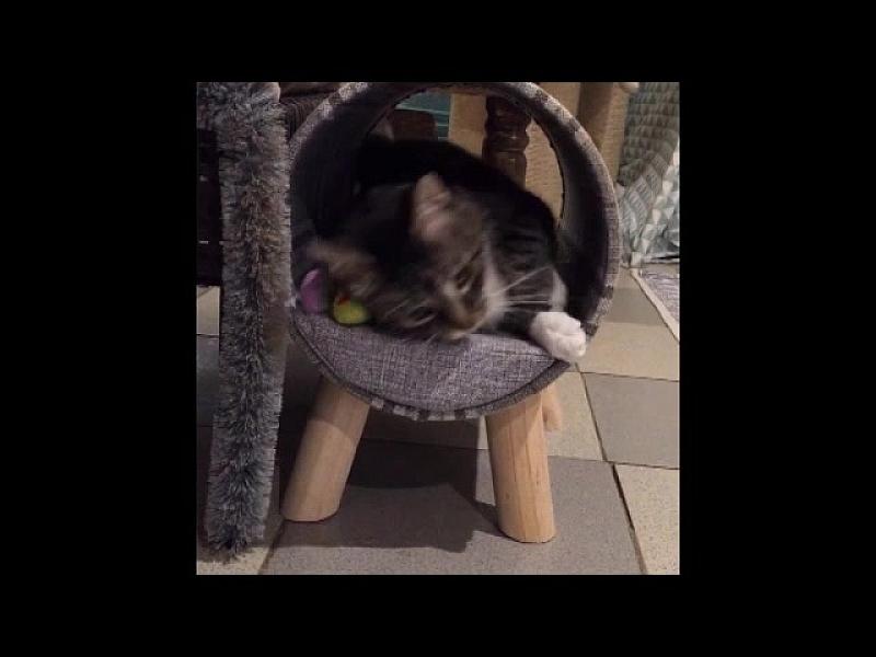 Kattenpraat