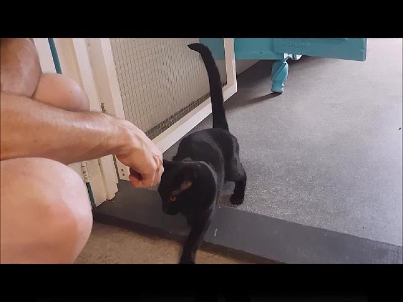 Kattenpraat