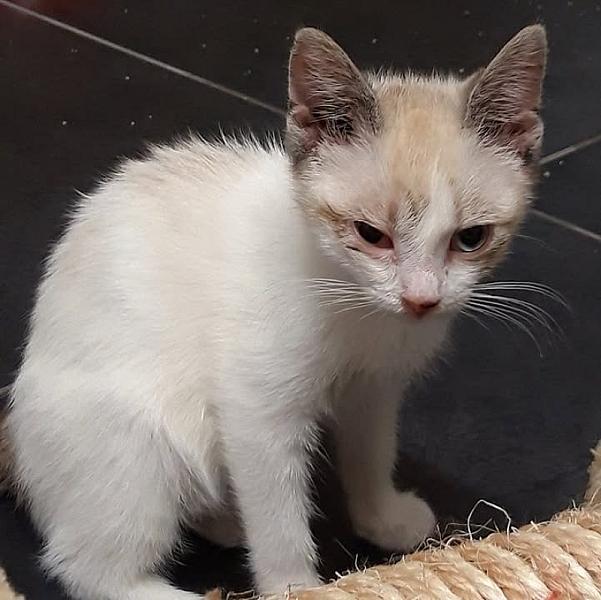 Kattenpraat