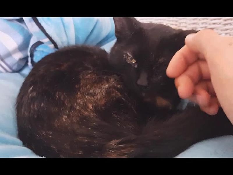 Kattenpraat