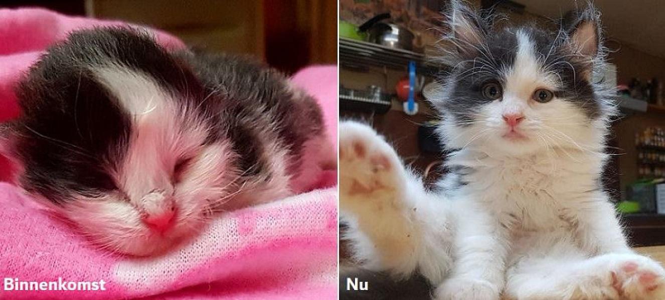 Kattenpraat
